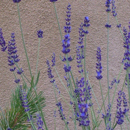 lavender flower in french Gros Bleu French hybrid Lavender, Lavandula intermedia