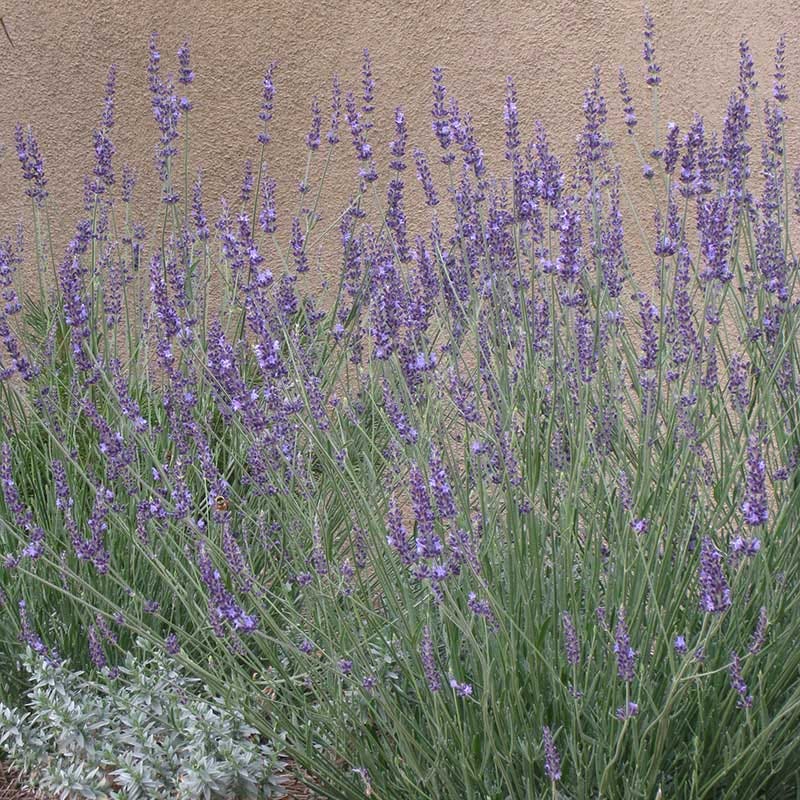 Long Blooming Lavender Collection