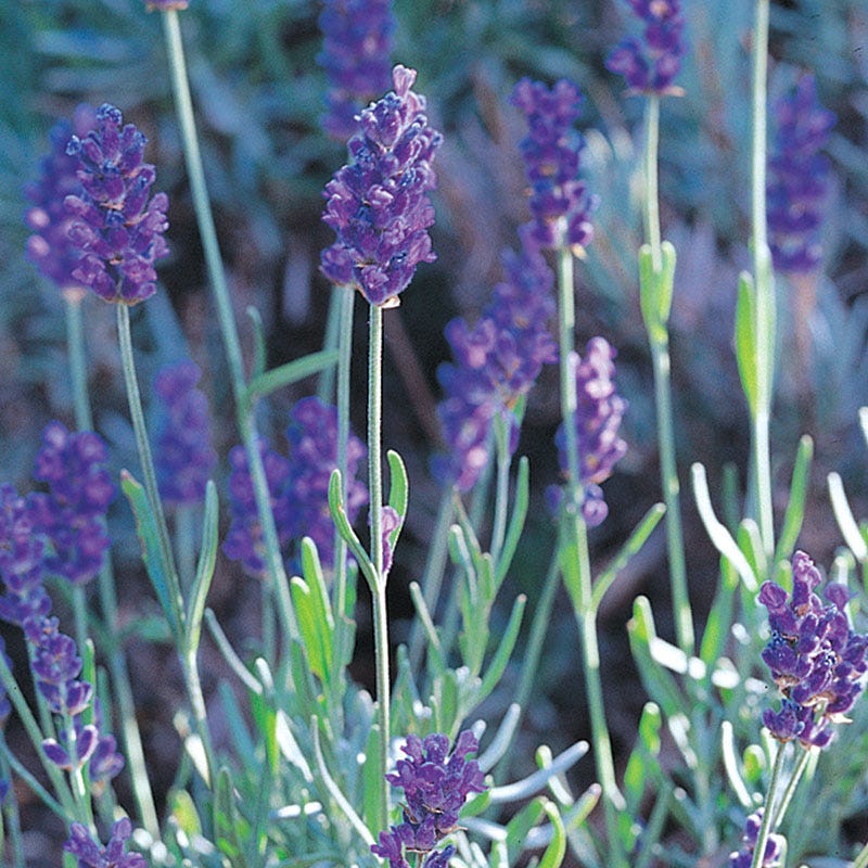 gray lavender plant Mitcham Gray Lavender, Lavandula angustifolia