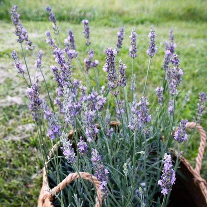 dutch lavender plants Sensational! Lavender, Lavandula