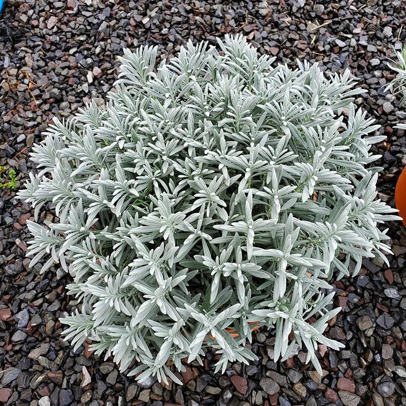 Sensational!™ Lavender