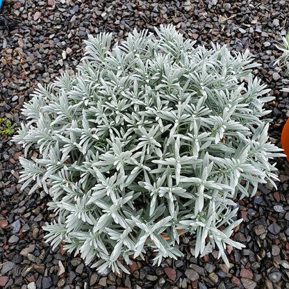 Sensational!™ Lavender