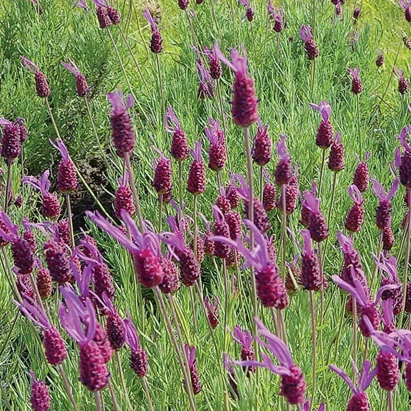 Purple Ribbon Spanish Lavender