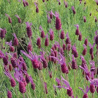 Purple Ribbon Spanish Lavender