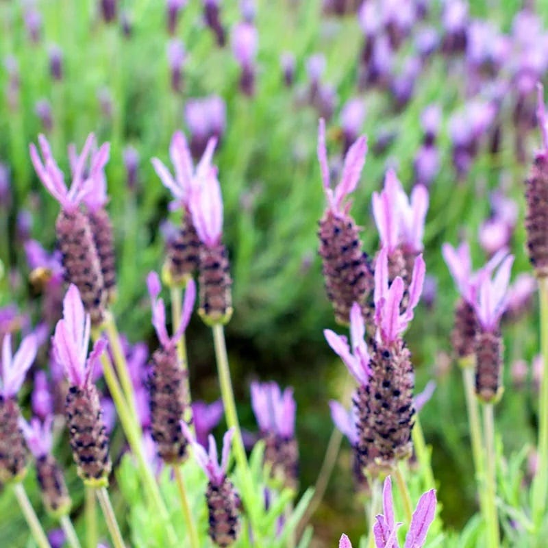 lavender plants for florida Purple Ribbon Spanish Lavender, Lavandula stoechas