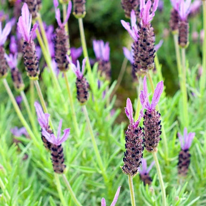 silver leaf lavender plant Purple Ribbon Spanish Lavender, Lavandula stoechas