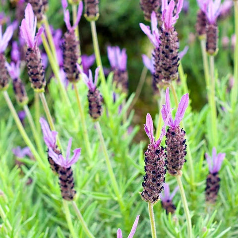 Purple Ribbon Spanish Lavender, Lavandula stoechas