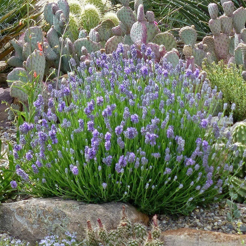 Wee One Dwarf English Lavender, Lavandula angustifolia