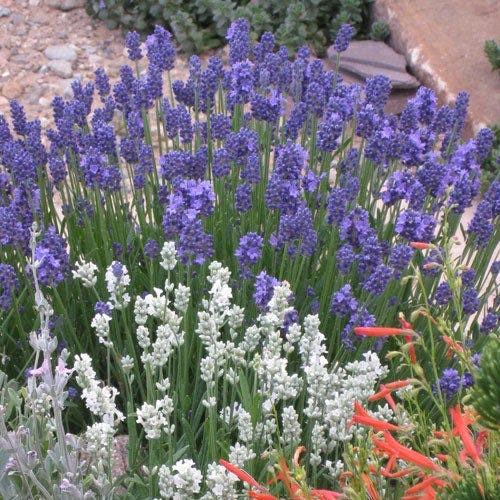 Thumbelina Leigh Dwarf English Lavender, Lavandula angustifolia