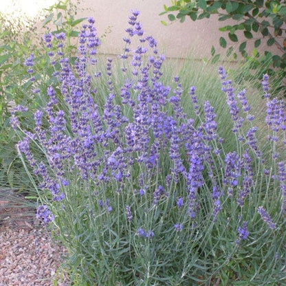 real lavender plant Old Fashioned English Lavender, Lavandula angustifolia Vera