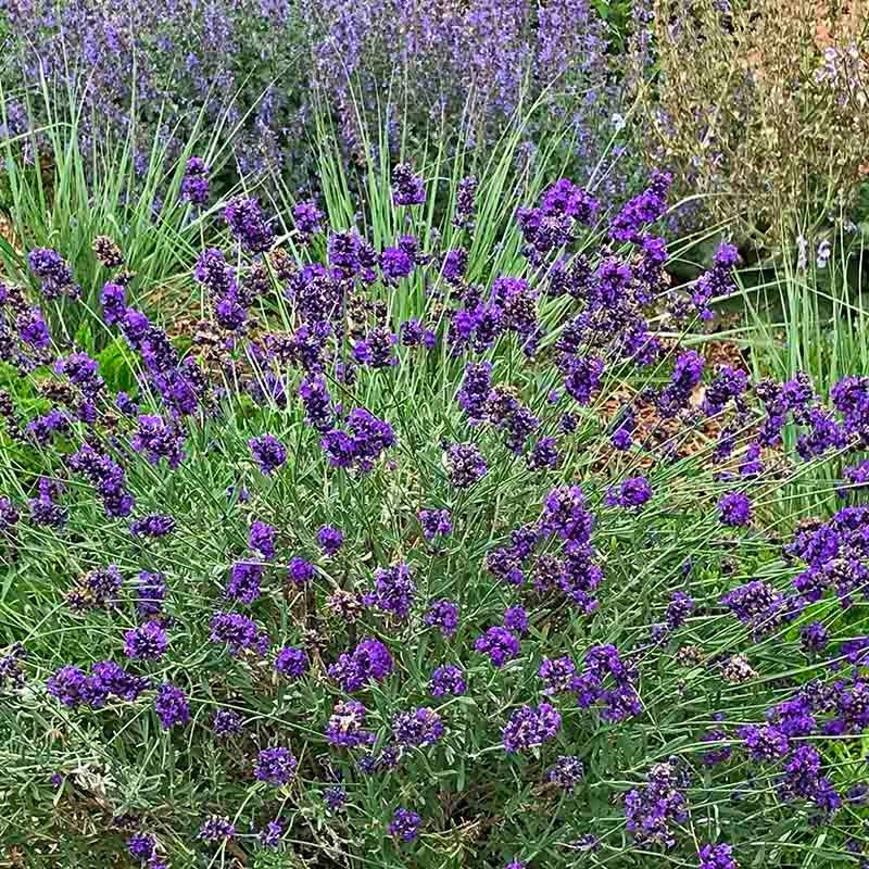 FlowerKisser&trade; After Midnight English Lavender, Lavandula