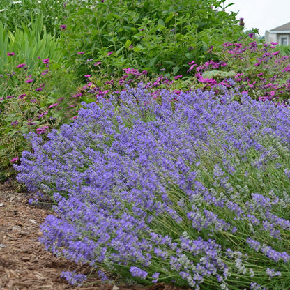 dark blue lavender plants Blue Cushion English Lavender, Lavandula angustifolia