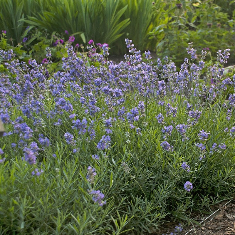 blue english lavender plant Lavandula angustifolia 'Blue Cushion'