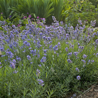 Blue Cushion English Lavender
