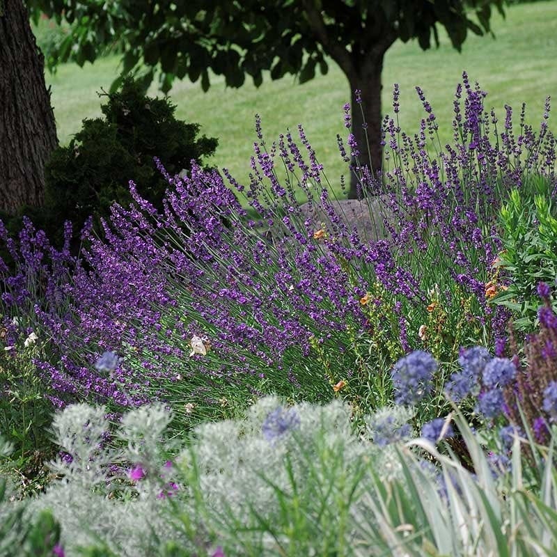 English Lavender- 5Lt Pot