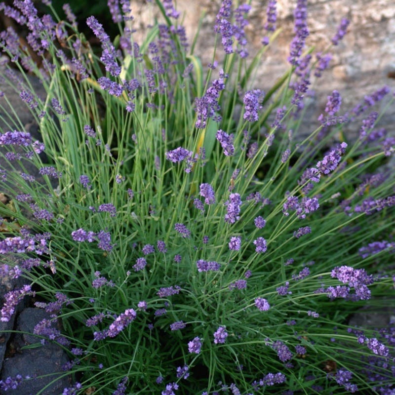 robertas lavender plants English Lavender- 5Lt Pot