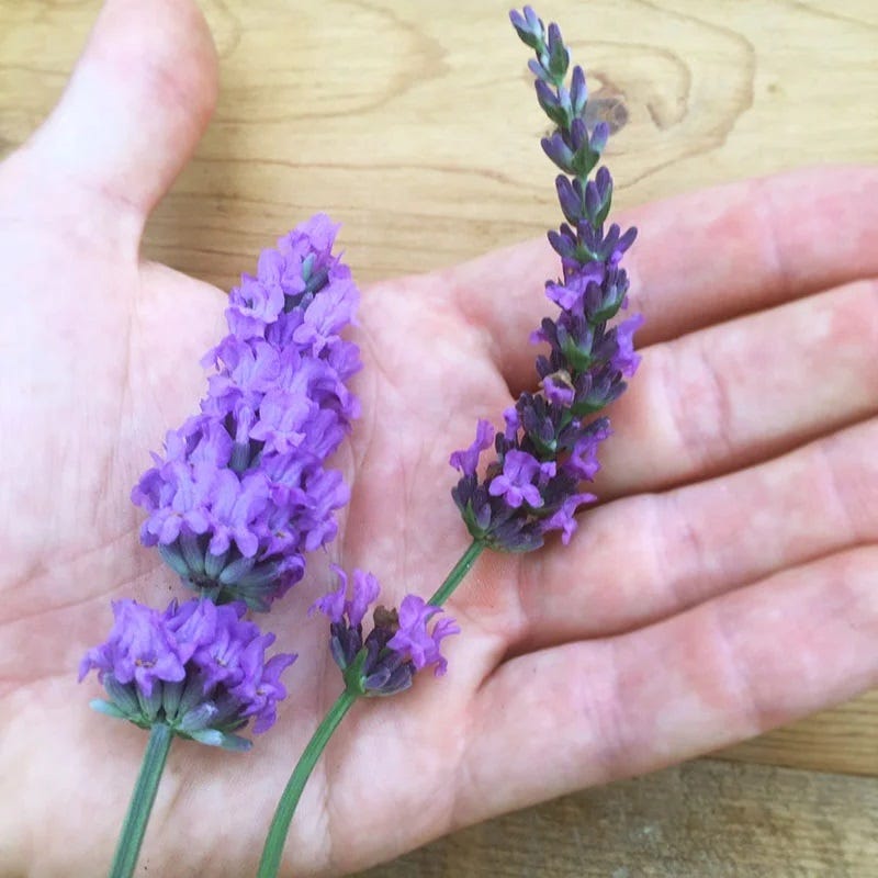 phenomenal lavender plants Sensational! Lavender, Lavandula