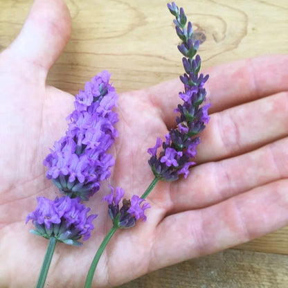 where to buy lavender flower Sensational! Lavender, Lavandula
