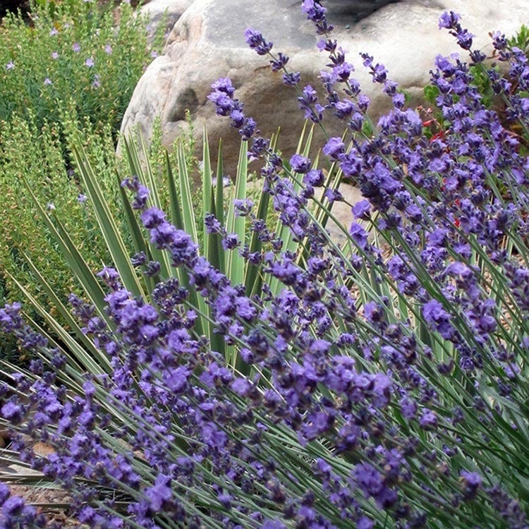 old english lavender plants for sale English Lavender- 5Lt Pot