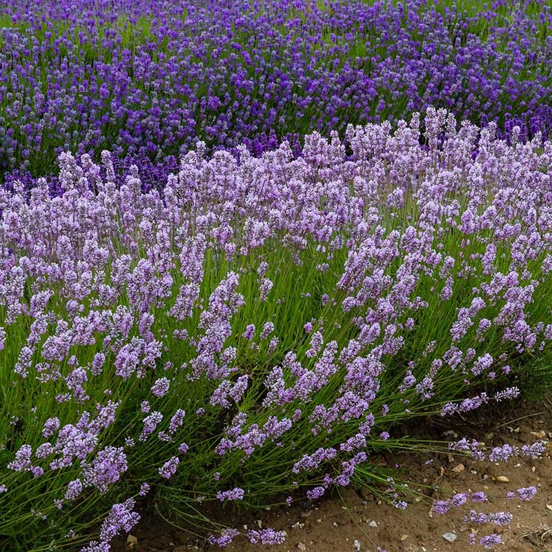 Miss Katherine Lavender, Lavandula angustifolia
