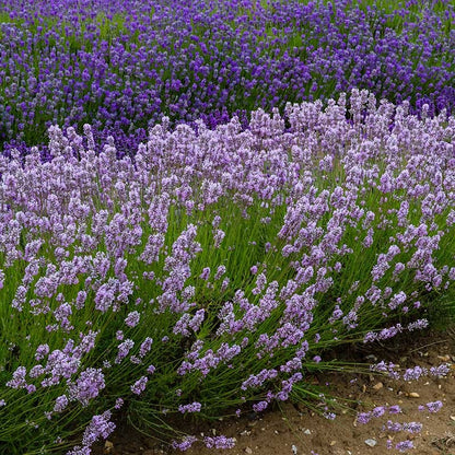 Miss Katherine English Lavender