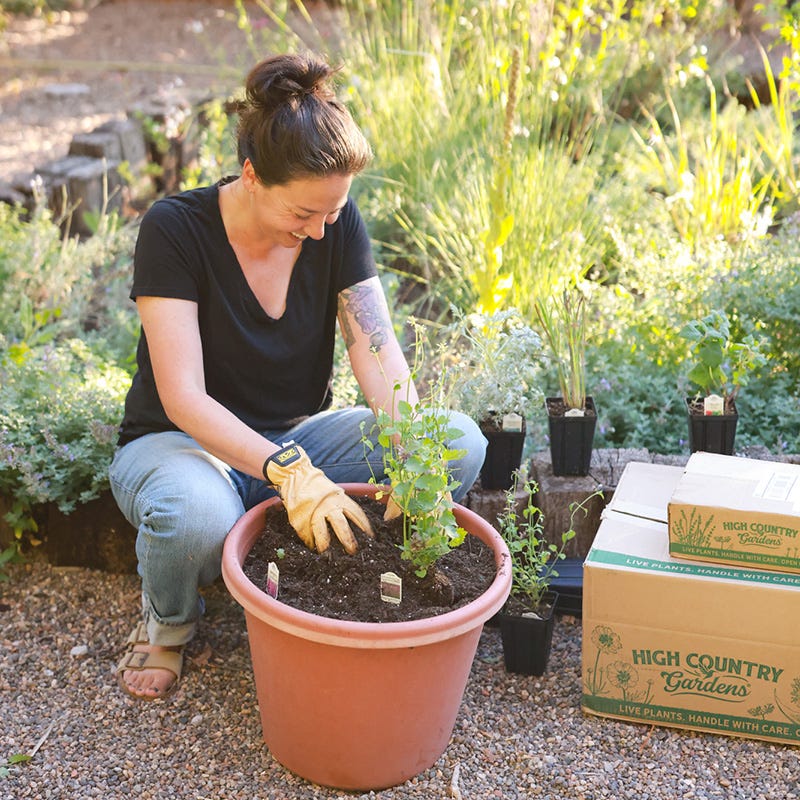 Hummingbird Container Garden