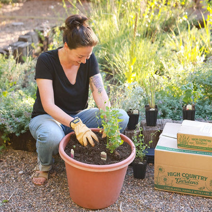Hummingbird Container Garden