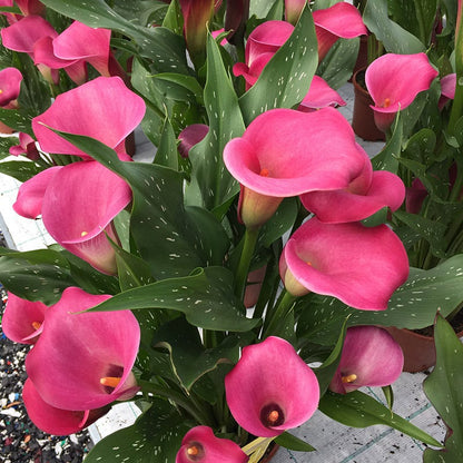 O'Keeffe-Inspired Calla Lily Mix
