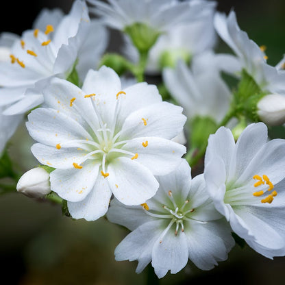 White Lewisia
