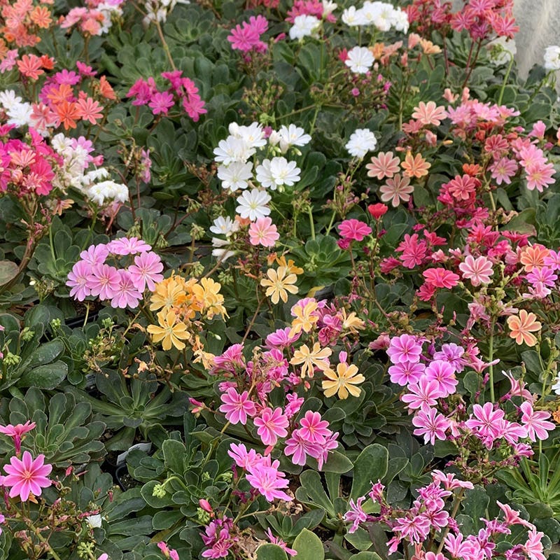 succulent lewisia Sunset Strain Lewisia, Bitterroot