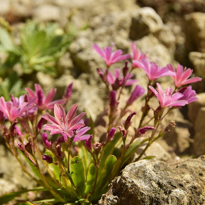 Little Plum Lewisia