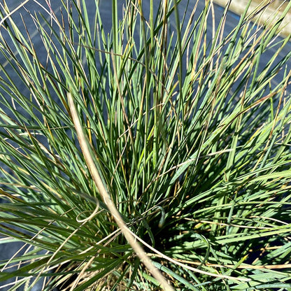 Basin Junior Wildrye