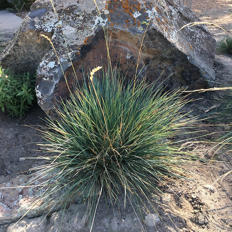 Basin Junior Wildrye - Thumbnail 2