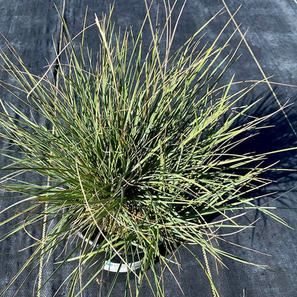 Basin Junior Wildrye