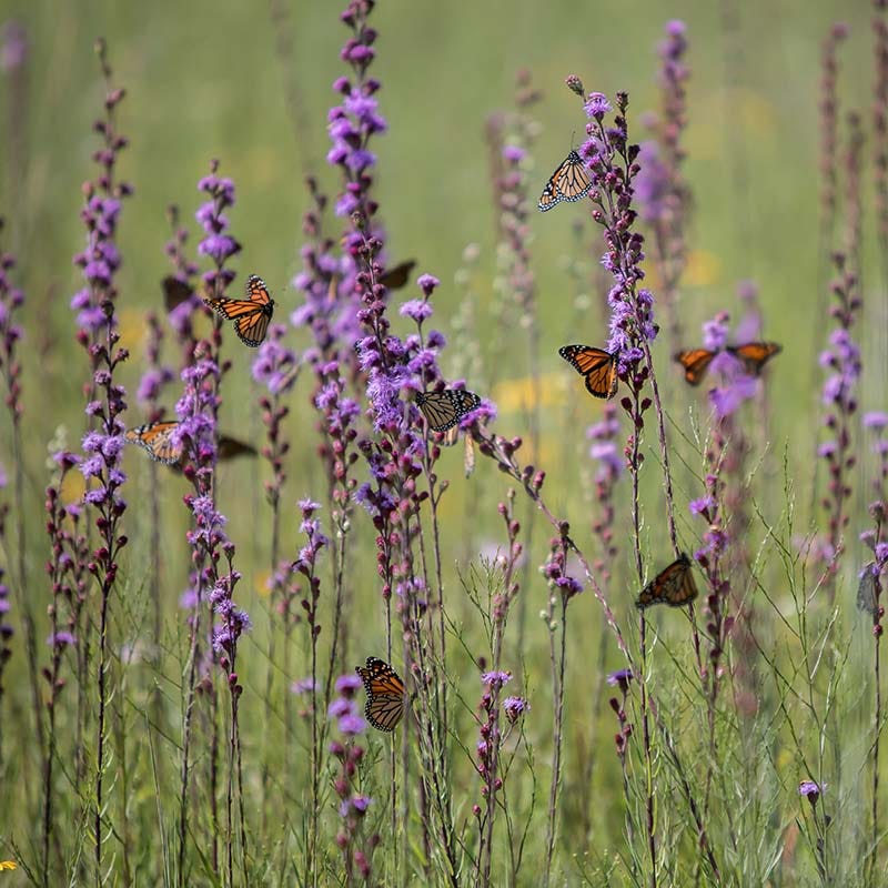 Rough Blazing Star (Liatris)