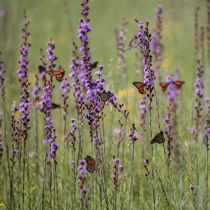 Rough Blazing Star (Liatris)