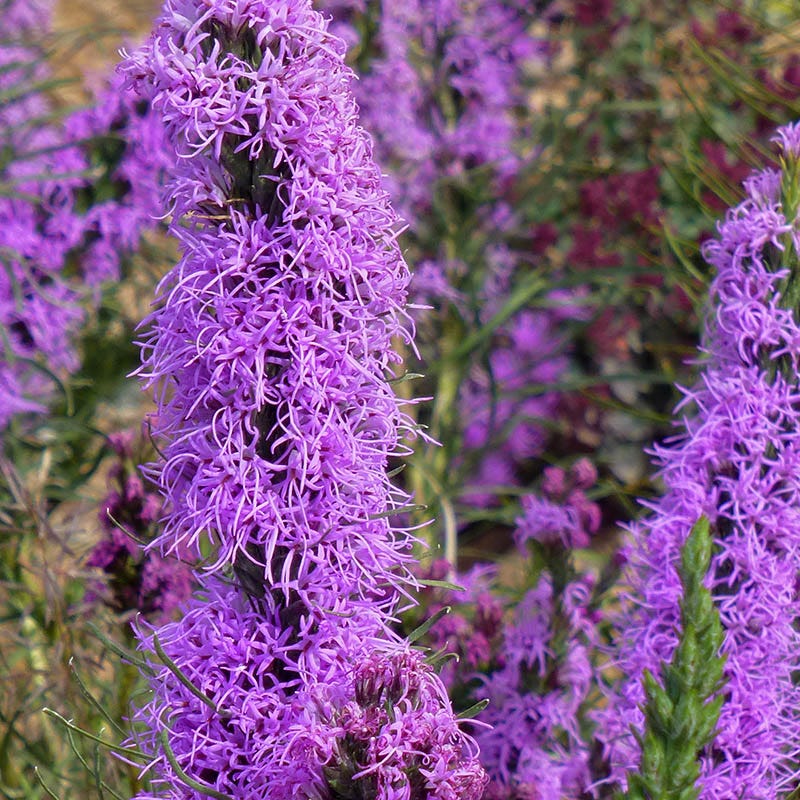 Monarch Magic Collection