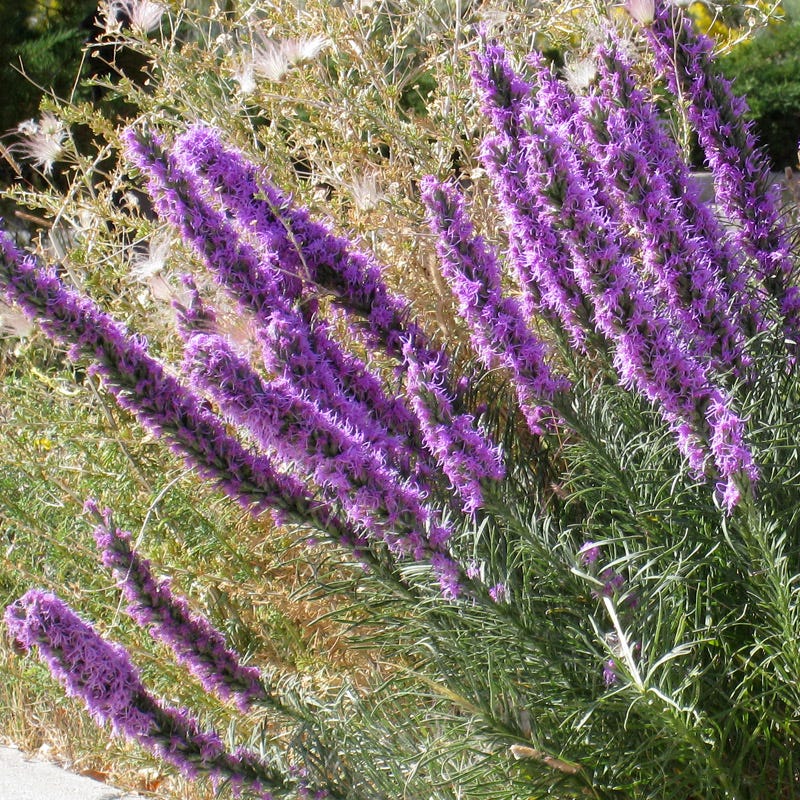 Dotted Blazing Star (Liatris)