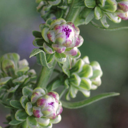 Rough Blazing Star (Liatris)