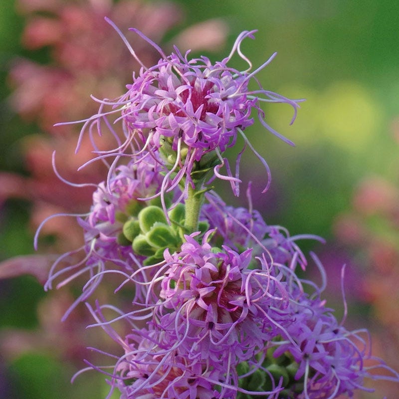 Rough Blazing Star (Liatris)