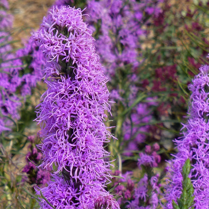 Texas Blazing Star (Liatris)
