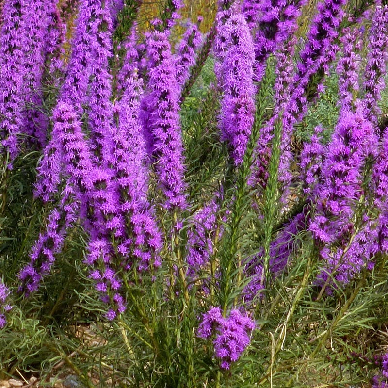 Texas Blazing Star (Liatris)