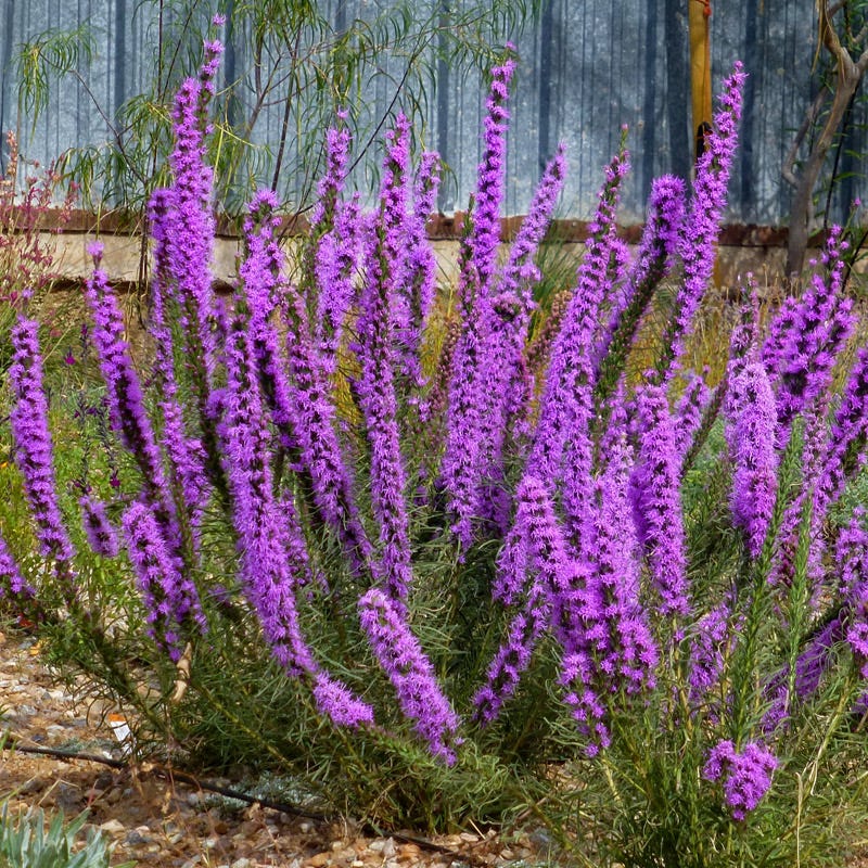 Texas Blazing Star (Liatris) - Thumbnail 3