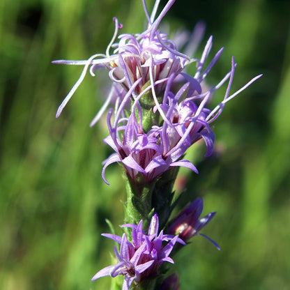 Dotted Blazing Star (Liatris)