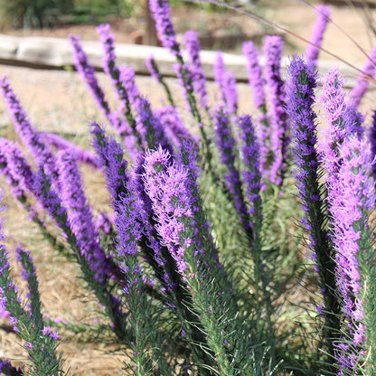 Dotted Blazing Star (Liatris)