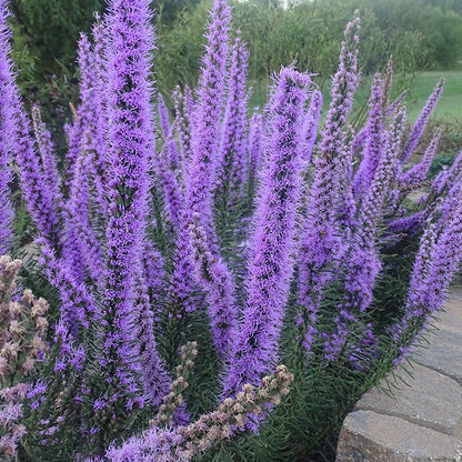 Dotted Blazing Star (Liatris)
