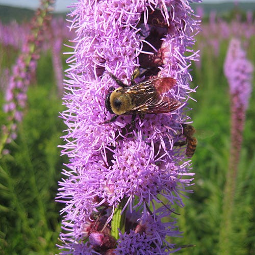 Blazing Star Seeds (Liatris)