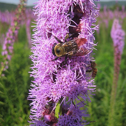 Blazing Star Seeds (Liatris)