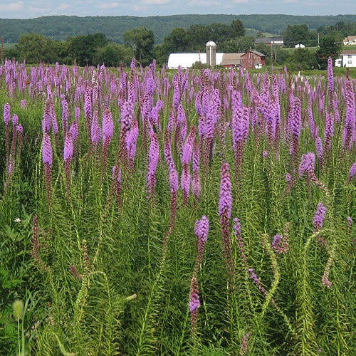 blazing star wildflower seed company Blazing Star, Gayfeather Seeds, Liatris spicata