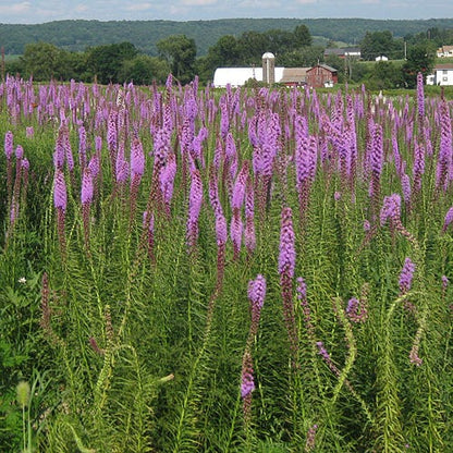 Blazing Star Seeds (Liatris)